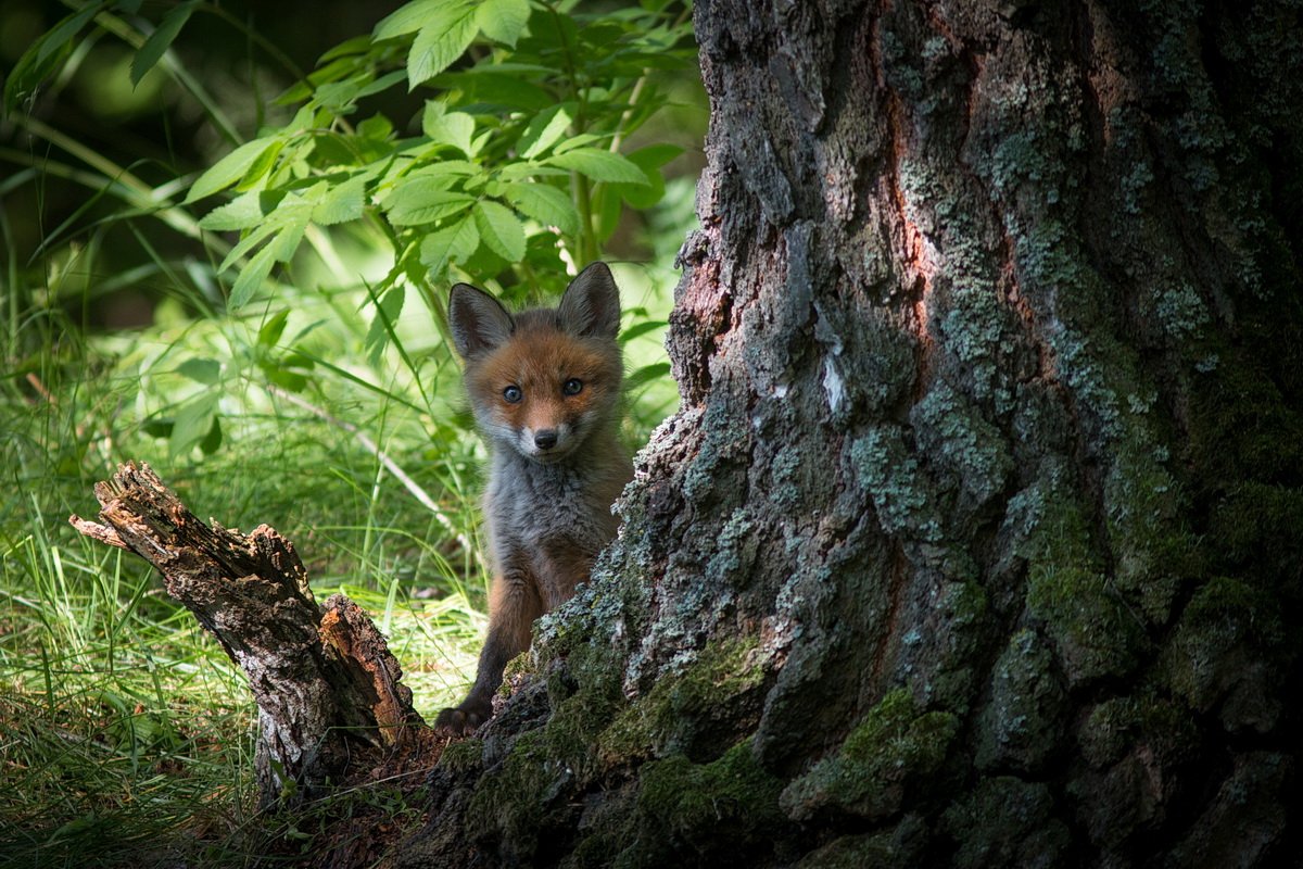 Red fox 4. Red Fox опушка енот. Ежики санитары леса. Red Fox Hermit Fox. Red Fox and Green Aura.
