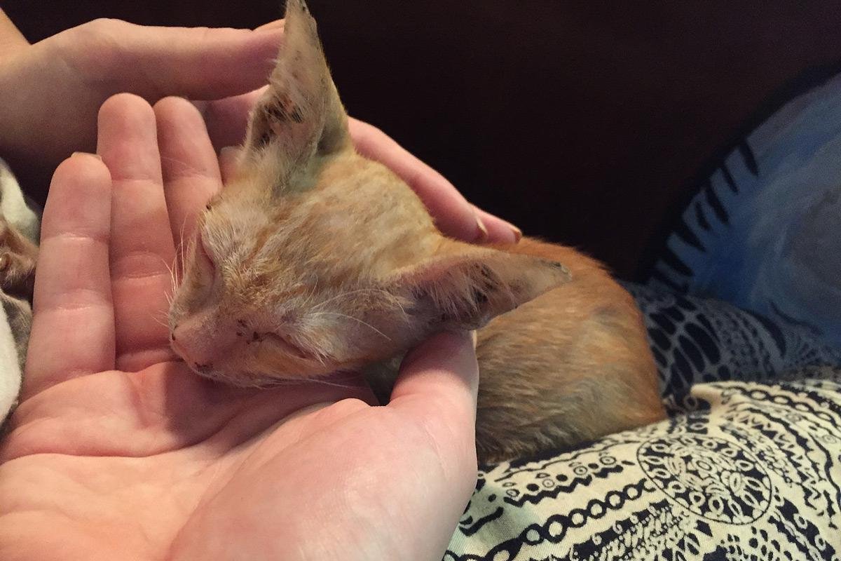 Голос котенка Голос котенка