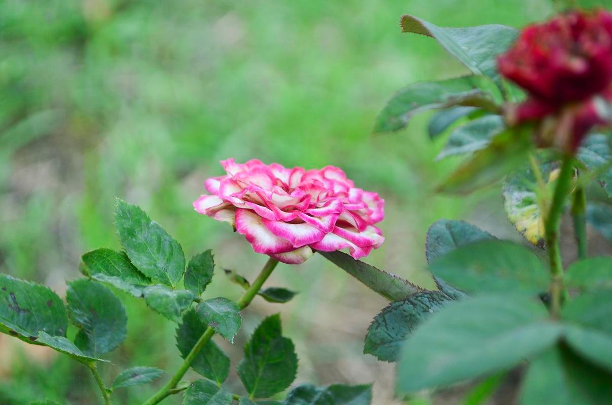 This rose