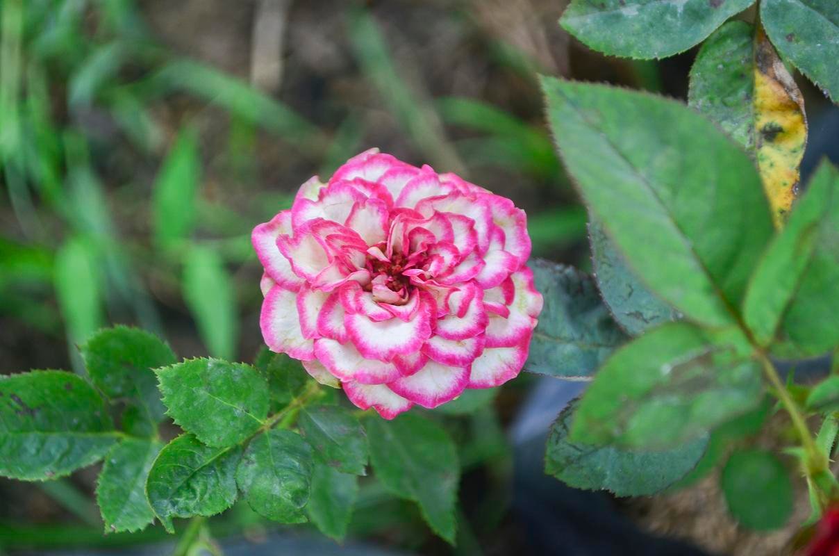 This rose