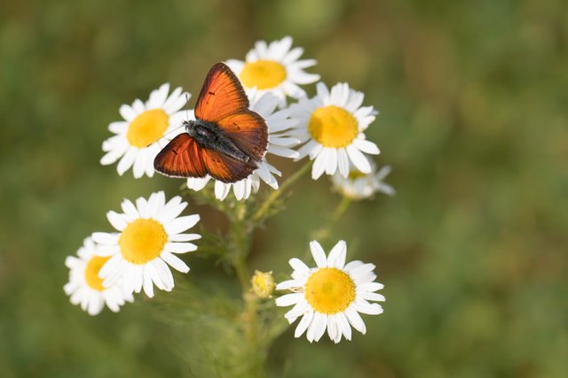 Lilagold-Feuerfalters (Lycaena hippothoe)_CI4A0376-BF.jpg