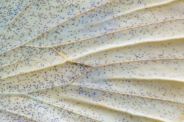 Kleine Kohlweißling (Pieris rapae)_Q22A8475-BF.jpg