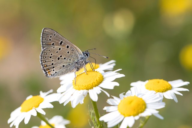 Lilagold-Feuerfalters (Lycaena hippothoe)_CI4A0391-BF.jpg
