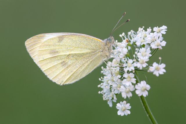 Kleine Kohlweißling (Pieris rapae)_Q22A5441-BF.jpg