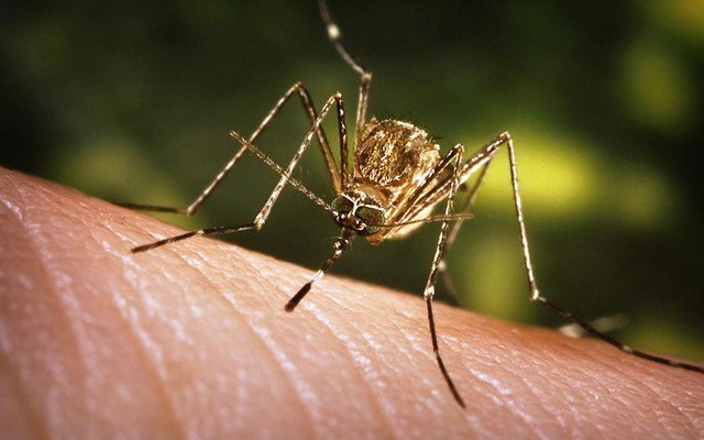 WestNile-c03-clu.jpg