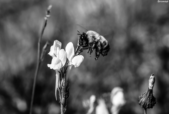 DSC_3611-2-2-ST2.png