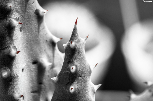 DSC_4590-CS-3-ST.png