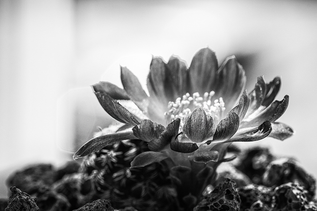 DSC_6559-BW-2-ST.png