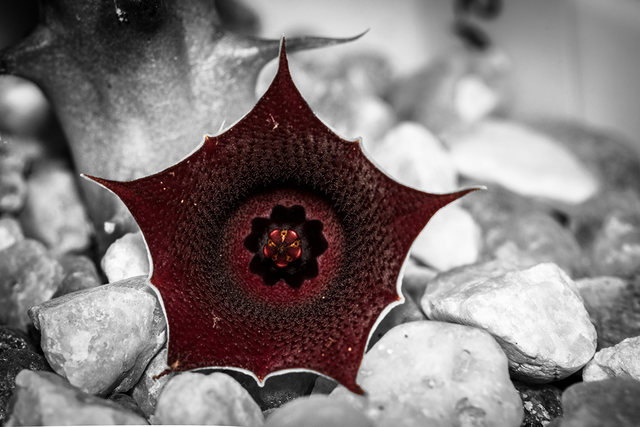 DSC_4690-CS-2-ST.png