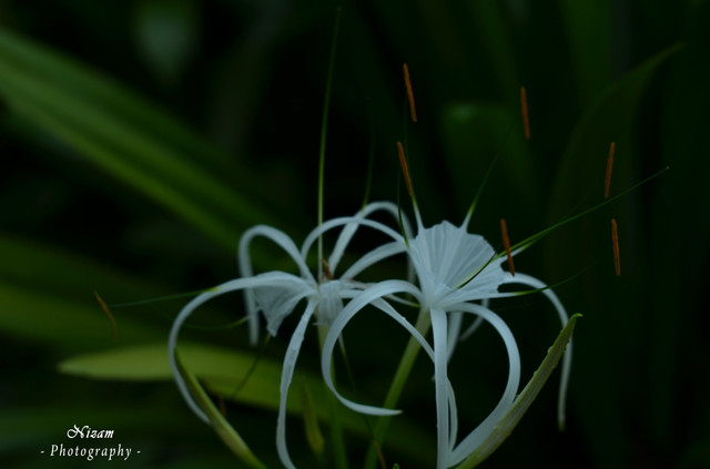 DSC_0396 nizam.jpg