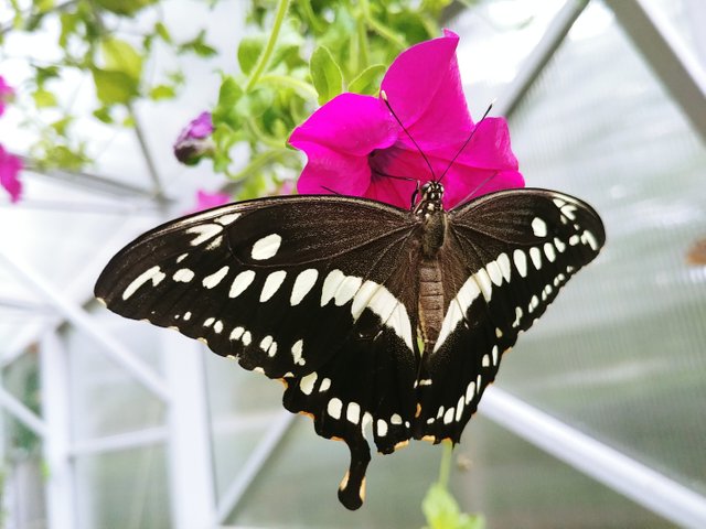 20180727_123201.jpg