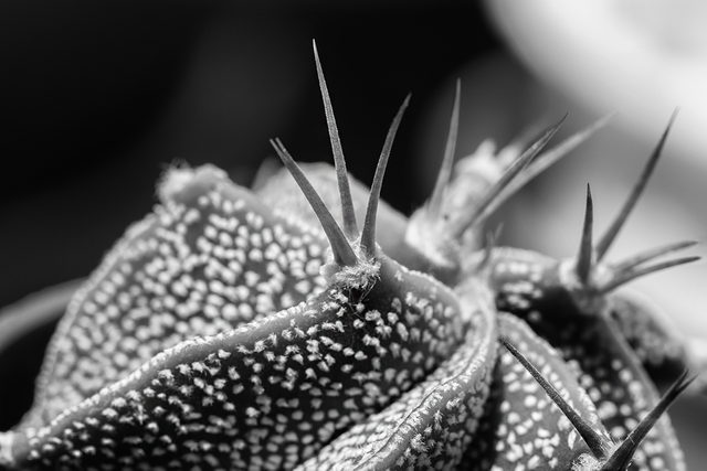 DSC_4856-BW-2-ST.png