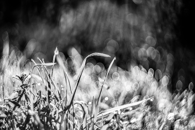 DSC01660-BW-2-ST.png