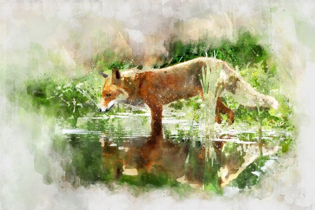 fox-3184118_1920.jpg