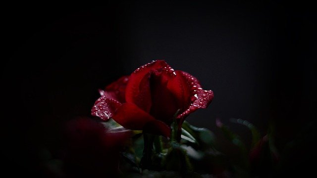 rose-4874031_640.jpg