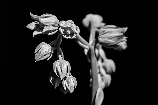 DSC_6455-BW-2-ST.png