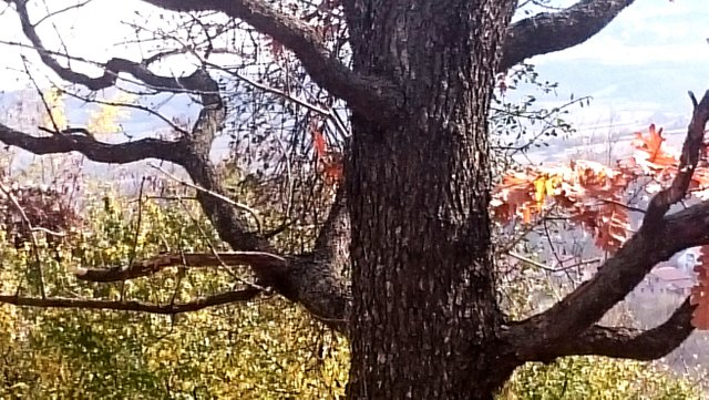 _20181103_113802.JPG