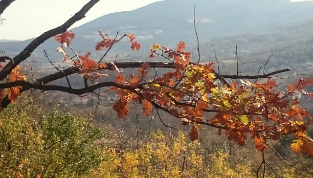 _20181103_113647.JPG