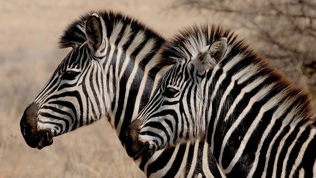 zebra-927272_640.jpg