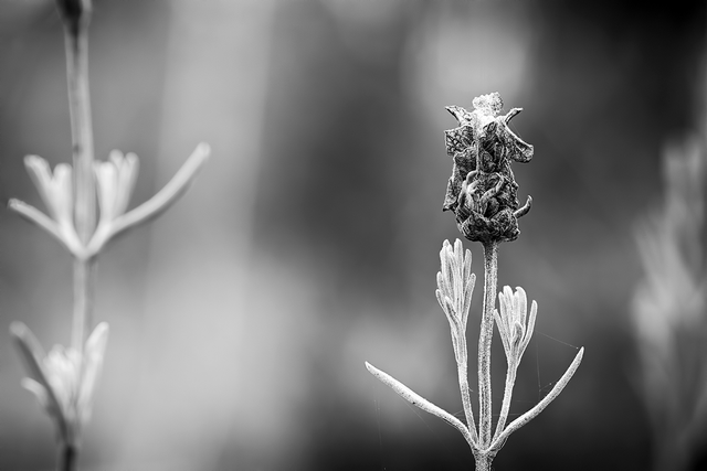DSC_5139-BW-2-ST.png