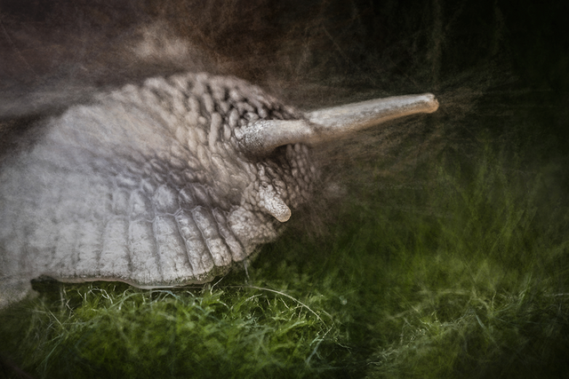 DSC_8062-DV-2-ST.png