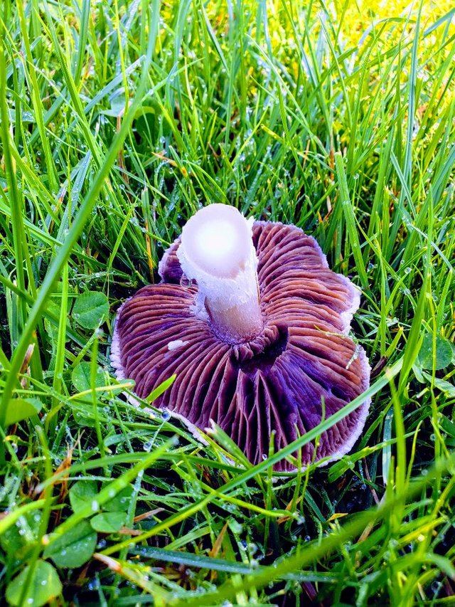 mushroomInGrass2.jpg