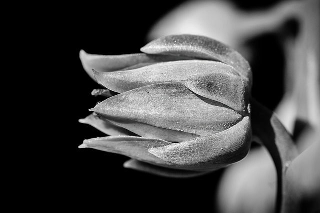 DSC_6453-BW-2-ST.png