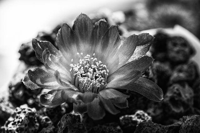 DSC_6558-BW-3-ST.png