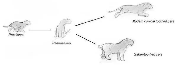 cats evolution.png