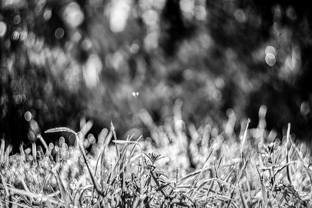 DSC01661-BW-2-ST.png