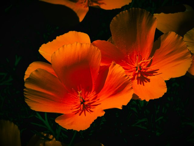 DSC00910_1 (2).jpg