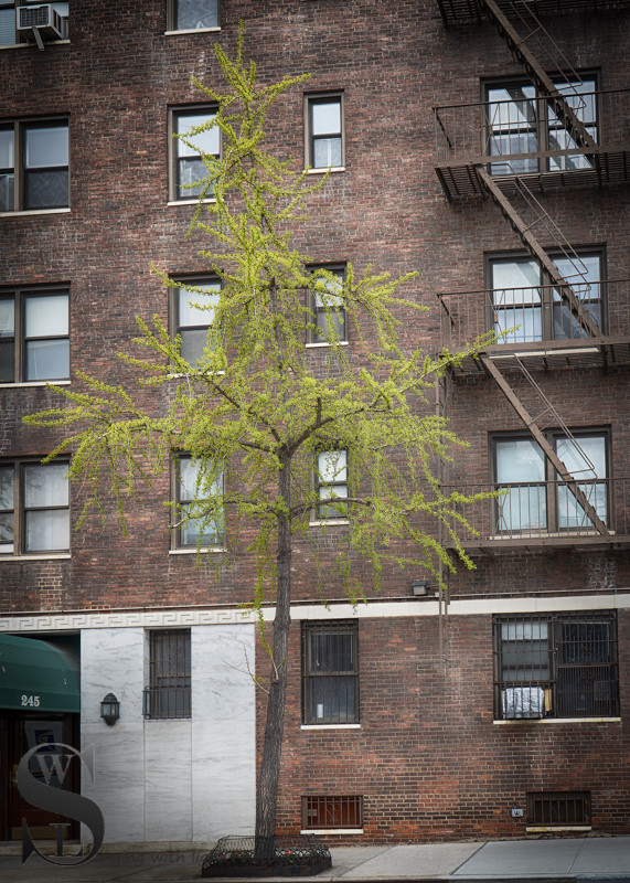 Tree tuesday-2.jpg