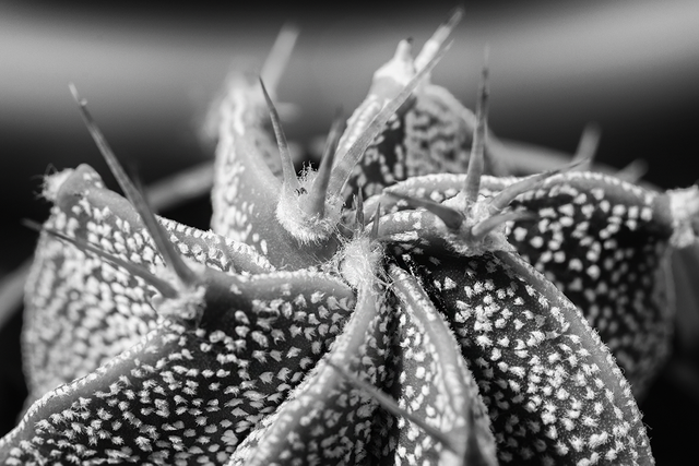 DSC_4859-BW-2-ST.png