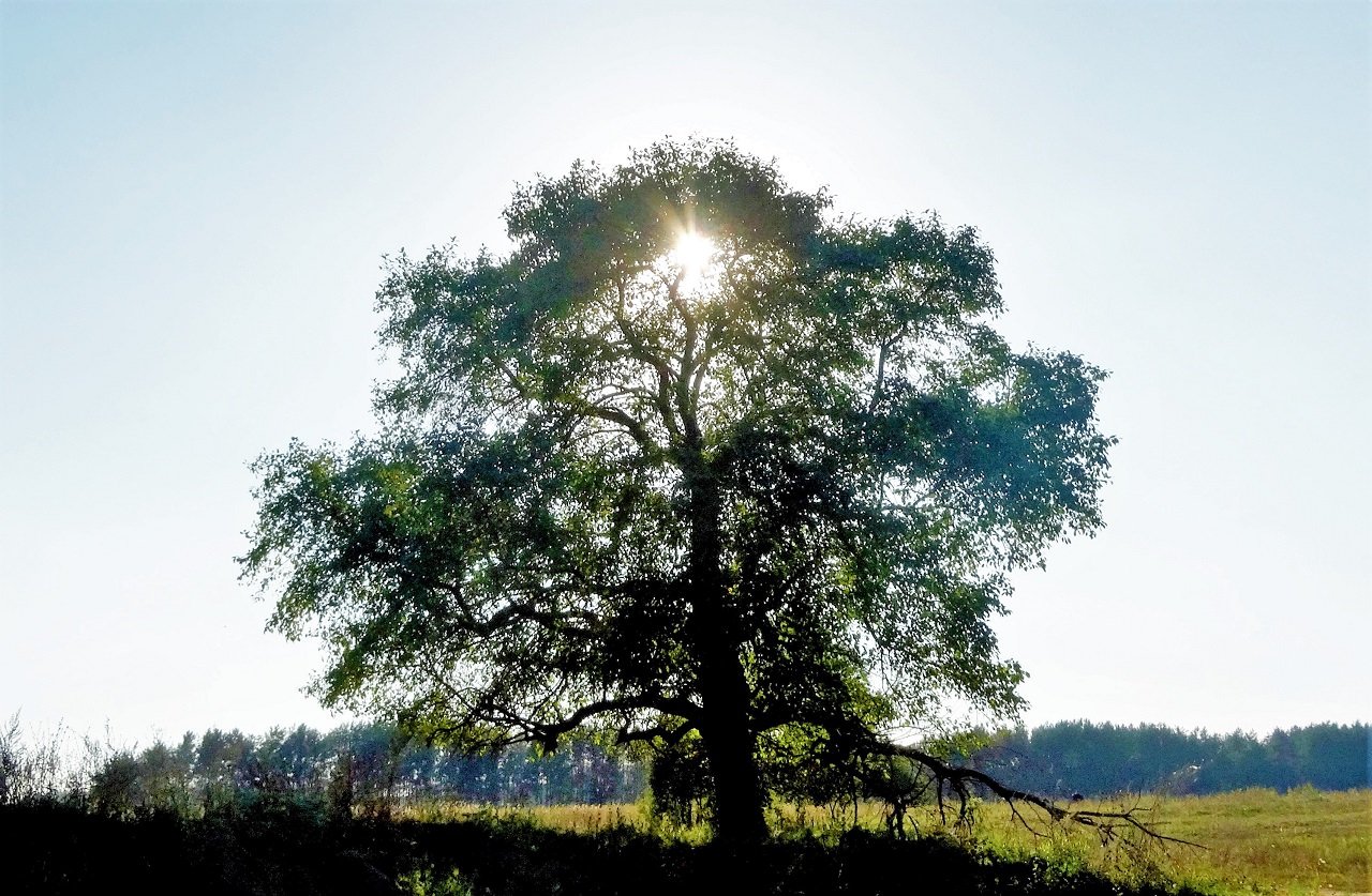 пушкинские горы дуб. дуб черешчатый «козловский» («дуб-якуб»). перед дубом. перед дубом. панский дуб белгородская область.