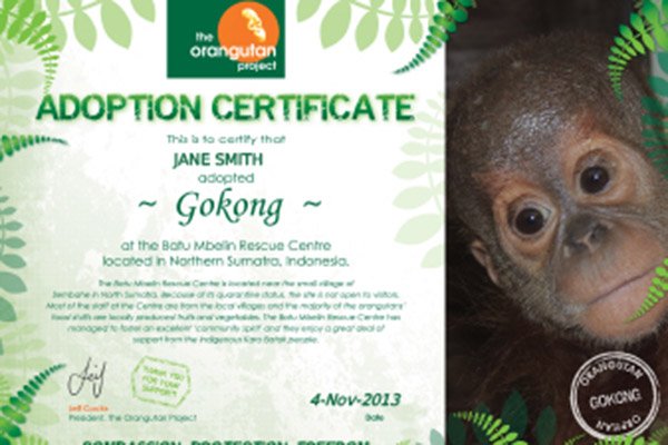 Adoption перевод. Adoption Certificate. Adoption Certificate of animal. Adoption Certificate Zoo. Adopt me орангутанг.