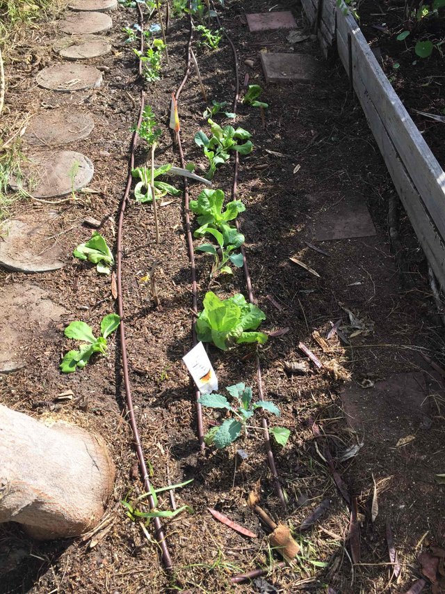 mariannewest-garden-project-for-nates-contest-r3d5pt0k-1539626235671.jpg