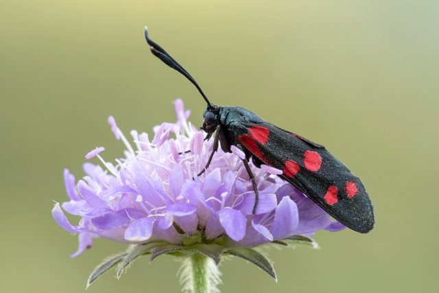 Veränderliches Widderchen (Zygaena ephialtes)_CI4A2751-BF.jpg