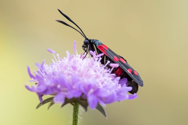Veränderliches Widderchen (Zygaena ephialtes)_CI4A2774-BF.jpg