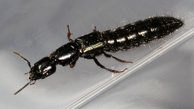 Insects Coleoptera Staphylinidae 20mm BY Shed 2017-10-31.jpg