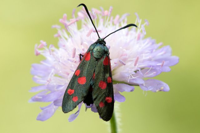 Veränderliches Widderchen (Zygaena ephialtes)_CI4A2824-BF.jpg