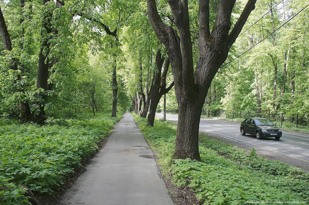 Аллея или просека. Измайловский парк Главная аллея. ПКИО Измайлово Главная аллея. Лесопарк Измайлово. Лиственничная аллея Измайловского парка