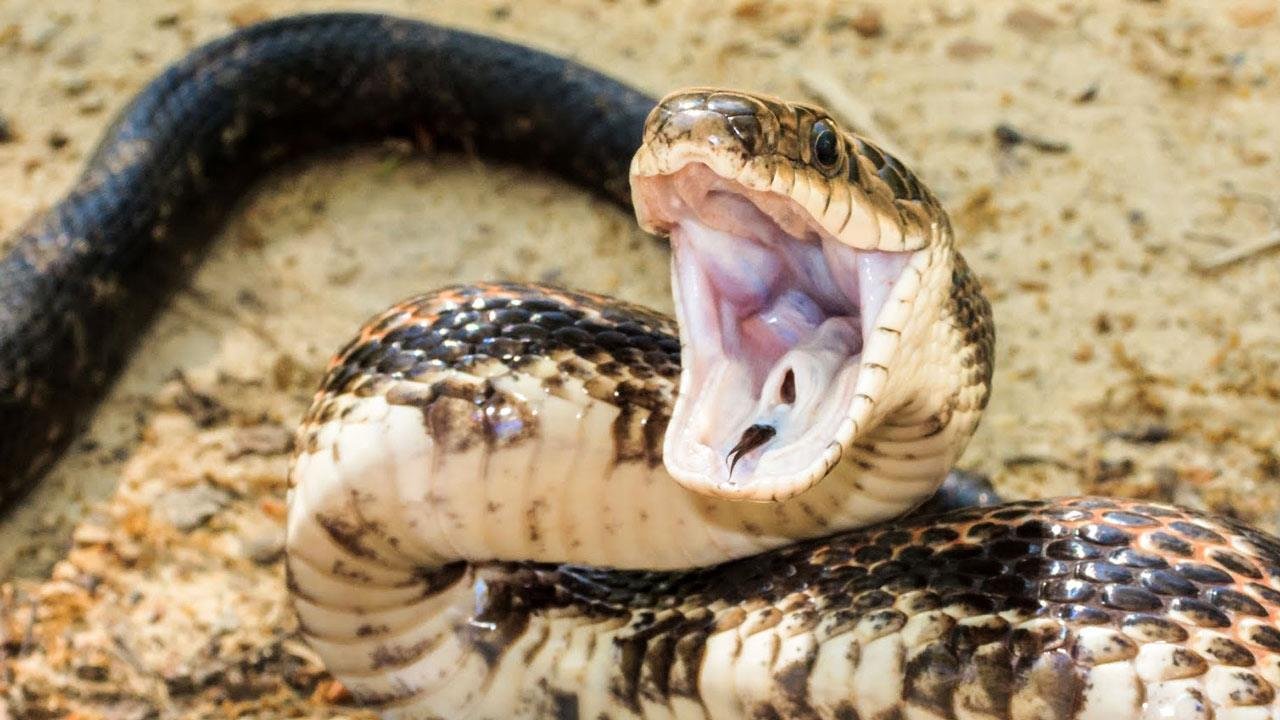 Почему боятся змей
