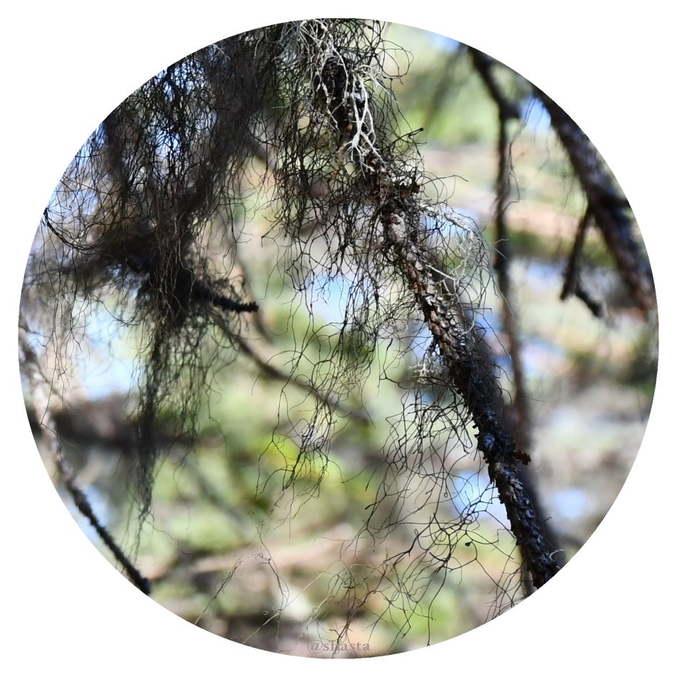 shasta2018may29th47trees8io.jpg