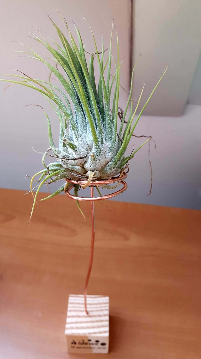 Aerial plants   Steemit