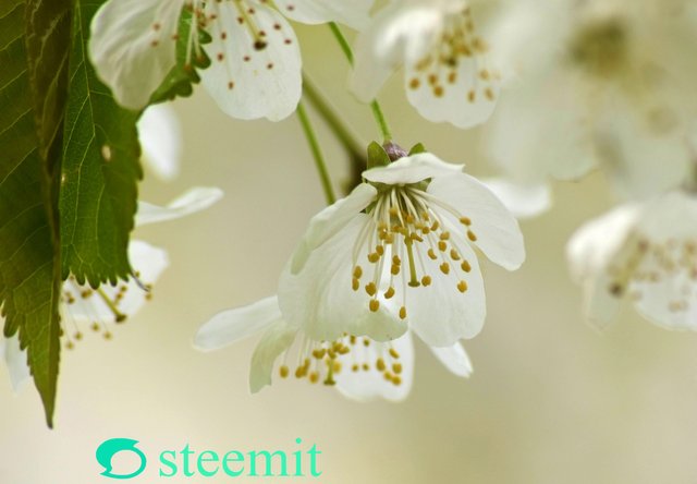 cherry-blossom-6282234_1920.jpg