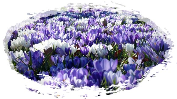 crocus-1261310_960_720-vert.jpg