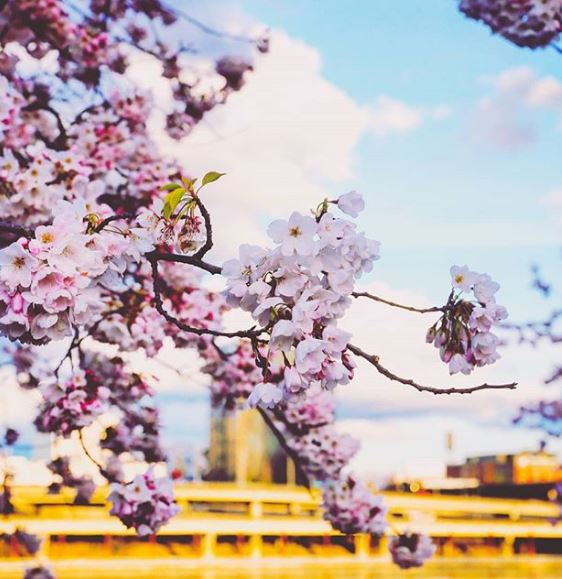 cherryblossomsdianakitsune3.JPG