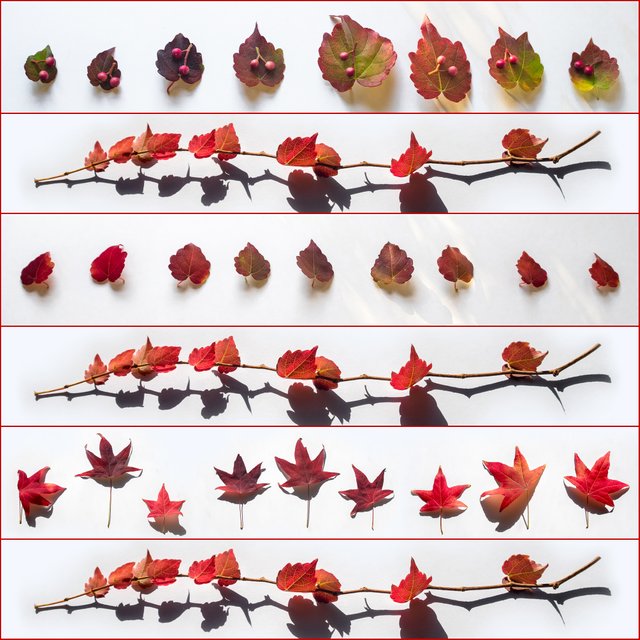 REDbackgroundSQUARE.Leaves1.jpg