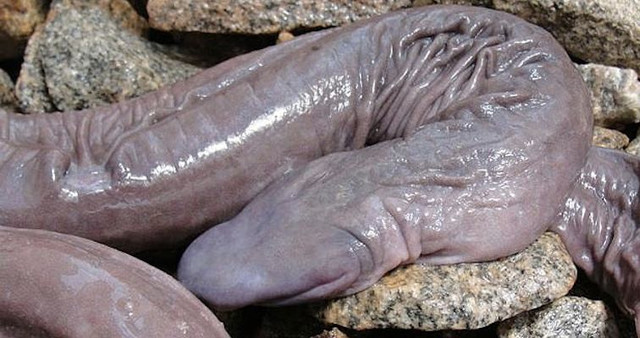 brazil-penis-snake-featured.jpg