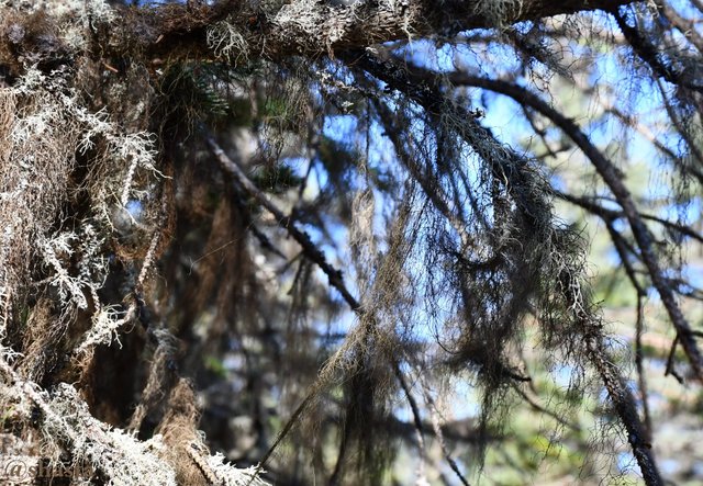 shasta2018may29th47trees7io.jpg